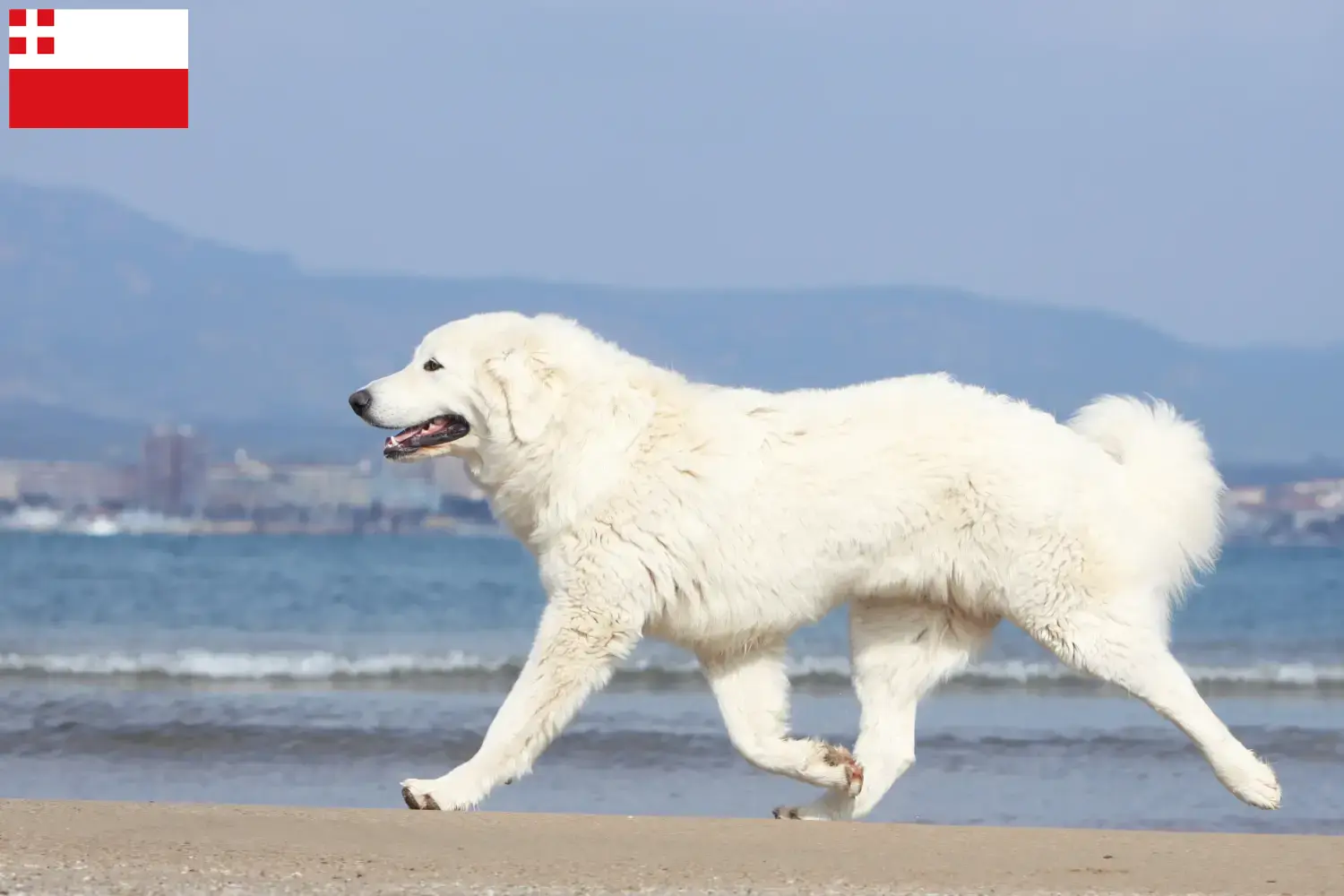 Read more about the article Tatra Sheepdog breeders and puppies in Utrecht