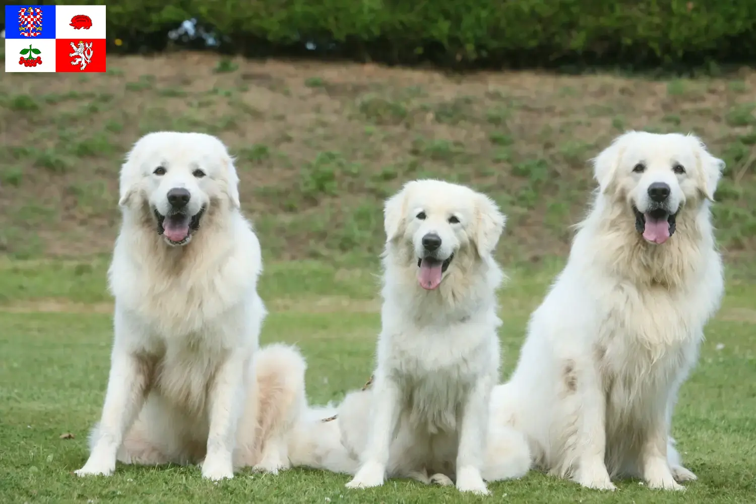 Read more about the article Tatra Sheepdog breeders and puppies in Vysočina