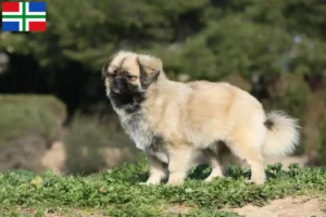 Read more about the article Tibetan Spaniel breeder and puppies in Groningen