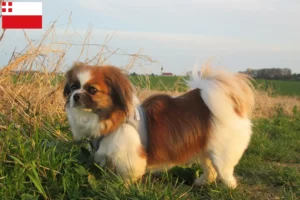 Read more about the article Tibetan Spaniel breeder and puppies in Utrecht