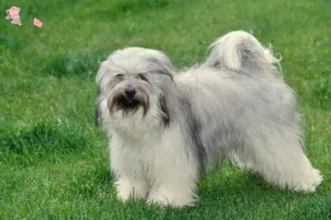 Read more about the article Tibetan Terrier breeder and puppies in Hovedstaden