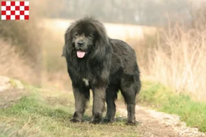 Read more about the article Tibetan Mastiff breeders and puppies in North Brabant