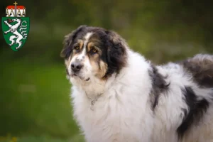 Read more about the article Tornjak breeders and puppies in Styria