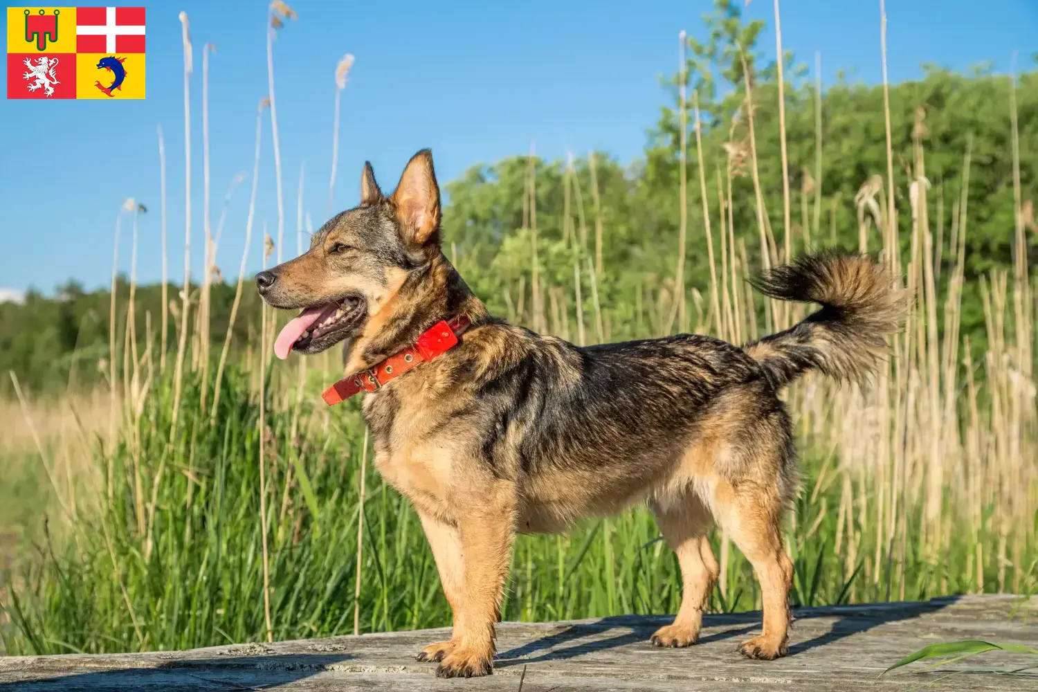 Read more about the article Västgötaspets breeders and puppies in Auvergne-Rhône-Alpes