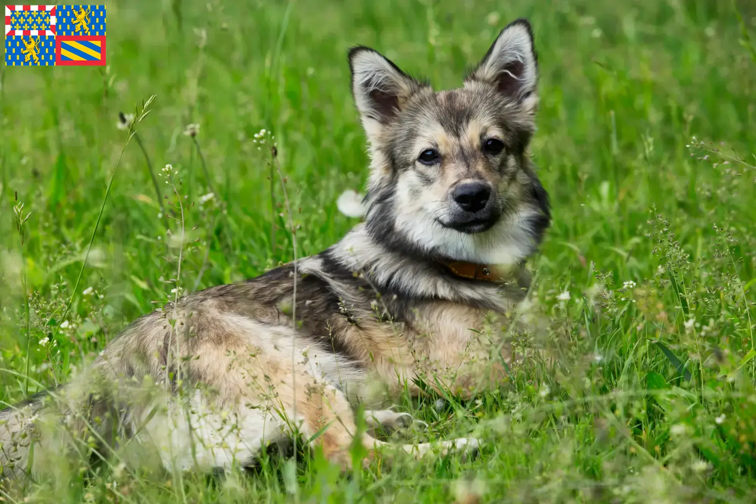 Read more about the article Västgötaspets breeders and puppies in Bourgogne-Franche-Comté