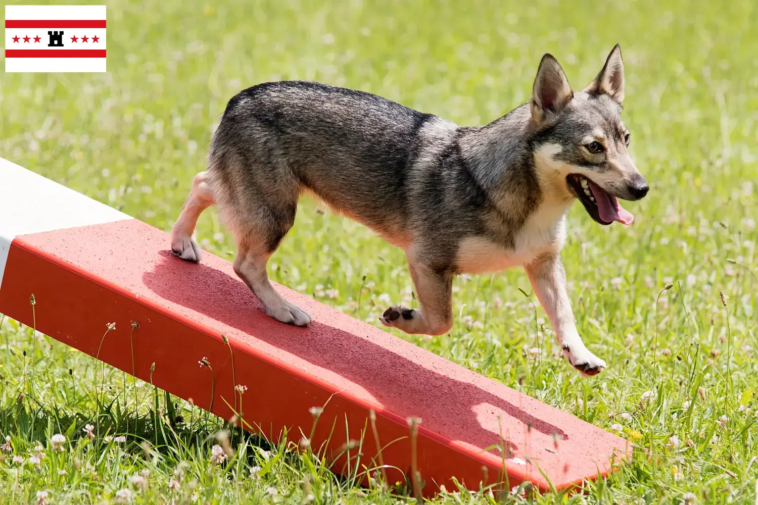 Read more about the article Västgötaspets breeders and puppies in Drenthe