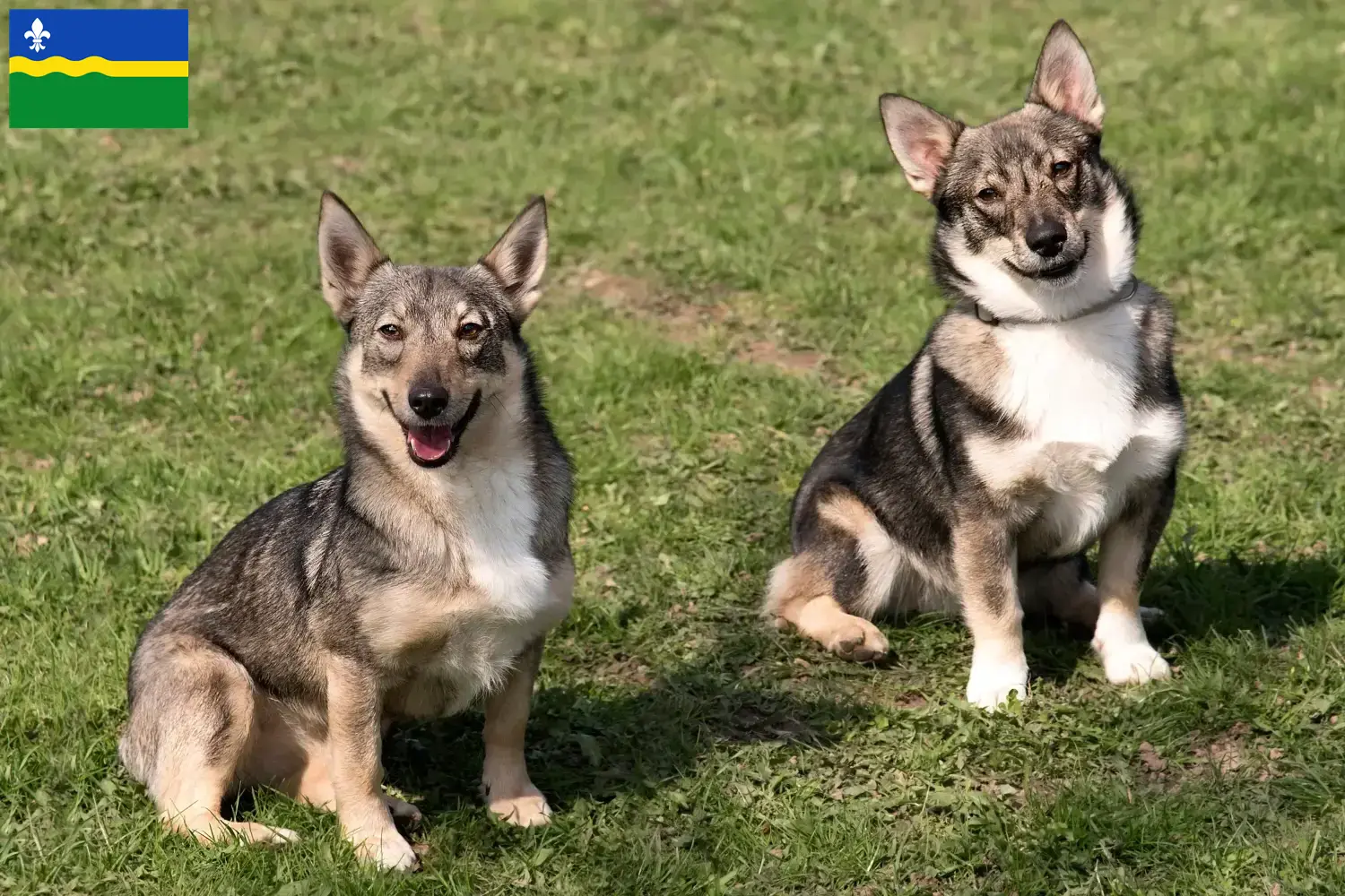 Read more about the article Västgötaspets breeders and puppies in Flevoland