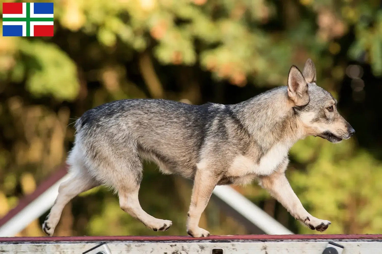 Read more about the article Västgötaspets breeders and puppies in Groningen