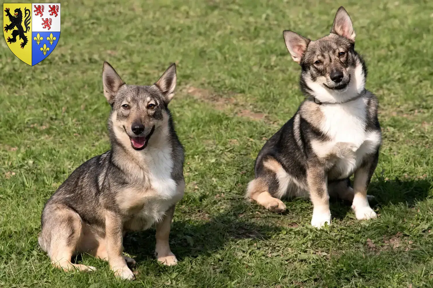 Read more about the article Västgötaspets breeders and puppies in Hauts-de-France