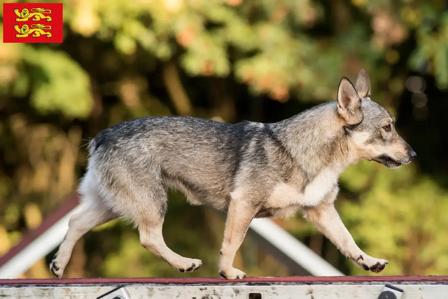 Read more about the article Västgötaspets breeders and puppies in Normandy