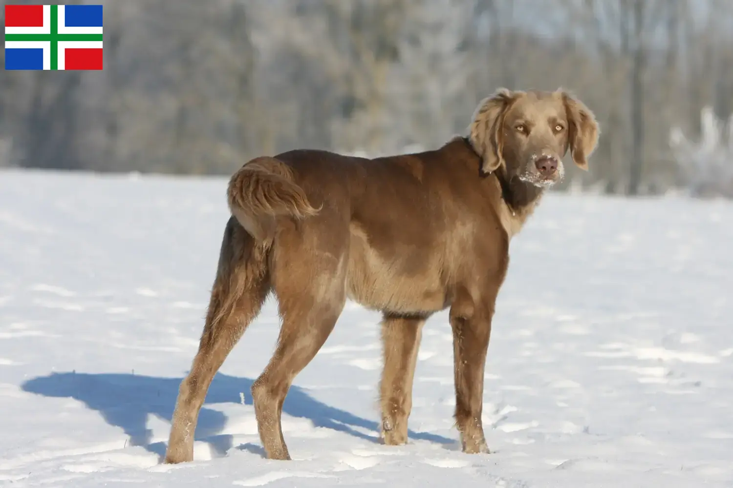 Read more about the article Weimaraner breeders and puppies in Groningen