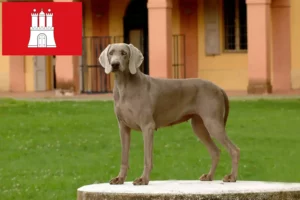 Read more about the article Weimaraner breeders and puppies in Hamburg