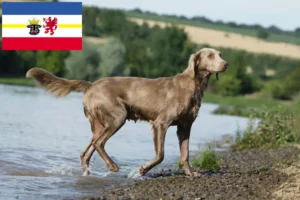 Read more about the article Weimaraner breeders and puppies in Mecklenburg-Vorpommern