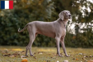 Read more about the article Weimaraner breeders and puppies on Réunion