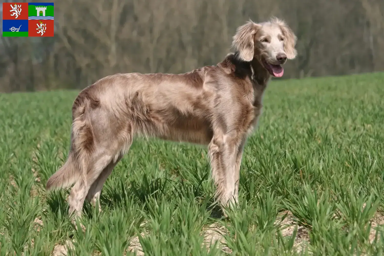 Read more about the article Weimaraner breeders and puppies in Ústí