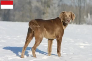 Read more about the article Weimaraner breeders and puppies in Vienna