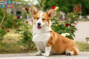 Read more about the article Welsh Corgi breeders and puppies in Bourgogne-Franche-Comté