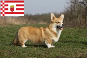 Read more about the article Welsh Corgi breeders and puppies in Bremen