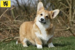 Read more about the article Welsh Corgi breeders and puppies in Flanders