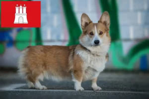 Read more about the article Welsh Corgi breeders and puppies in Hamburg