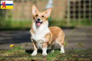 Read more about the article Welsh Corgi breeders and puppies in Limburg