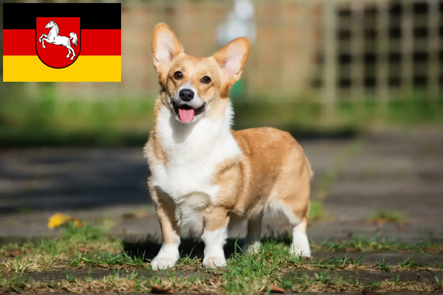 Read more about the article Welsh Corgi breeders and puppies in Lower Saxony