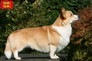 Read more about the article Welsh Corgi breeders and puppies in Normandy