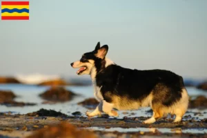 Read more about the article Welsh Corgi breeders and puppies in Overijssel