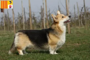 Read more about the article Welsh Corgi breeders and puppies in Provence-Alpes-Côte d’Azur