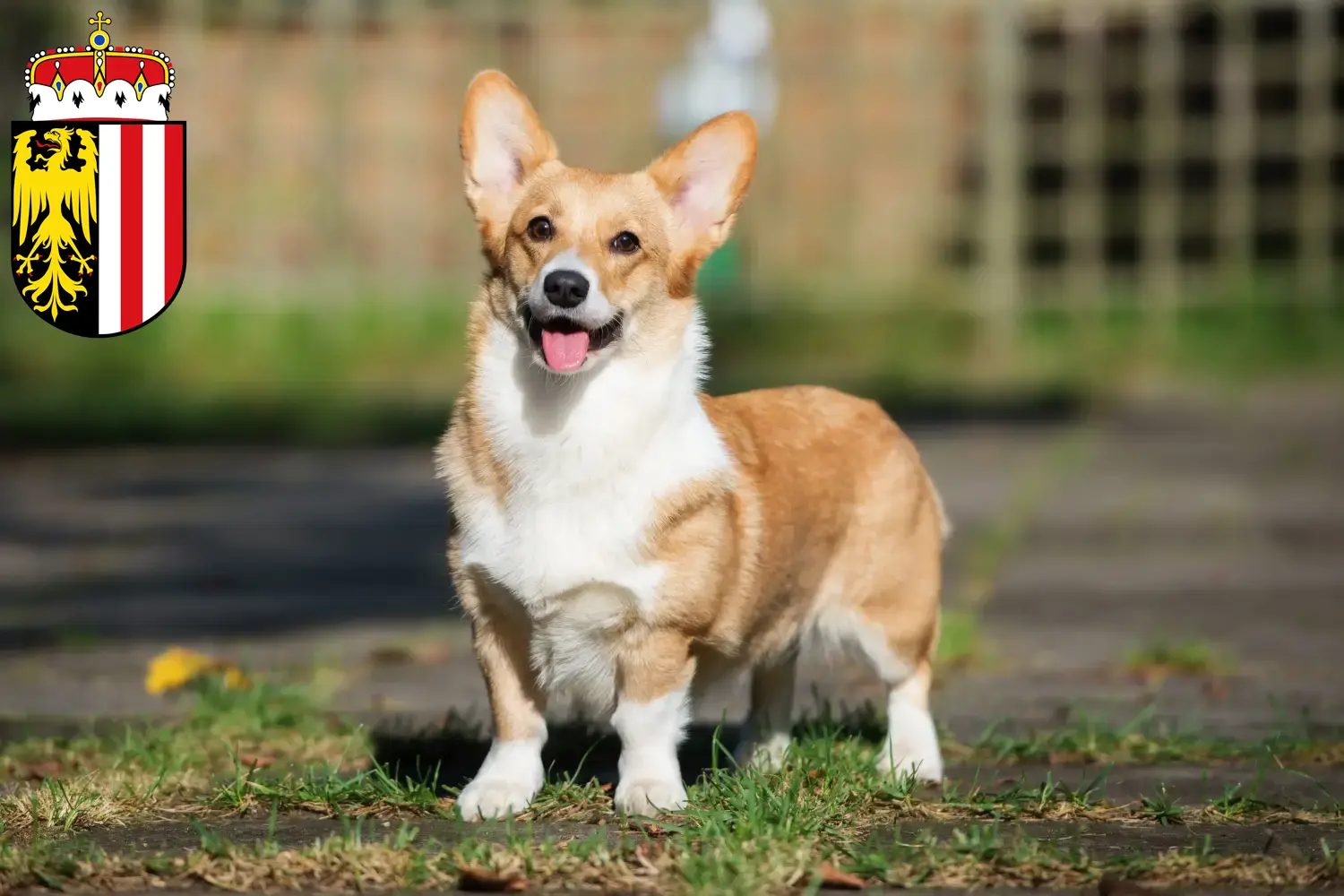 Read more about the article Welsh Corgi breeders and puppies in Upper Austria