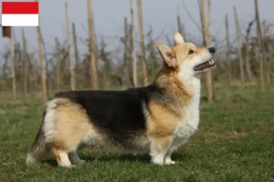 Read more about the article Welsh Corgi breeders and puppies in Vienna