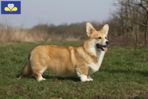 Read more about the article Welsh Corgi breeders and puppies in Brussels-Capital Region