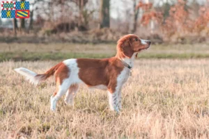 Read more about the article Welsh Springer Spaniel breeders and puppies in Bourgogne-Franche-Comté