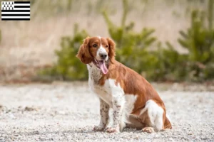 Read more about the article Welsh Springer Spaniel breeders and puppies in Brittany