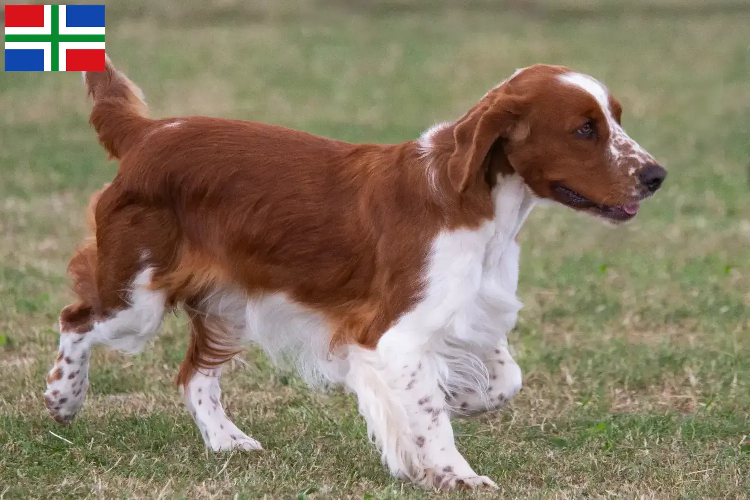 Read more about the article Welsh Springer Spaniel breeders and puppies in Groningen