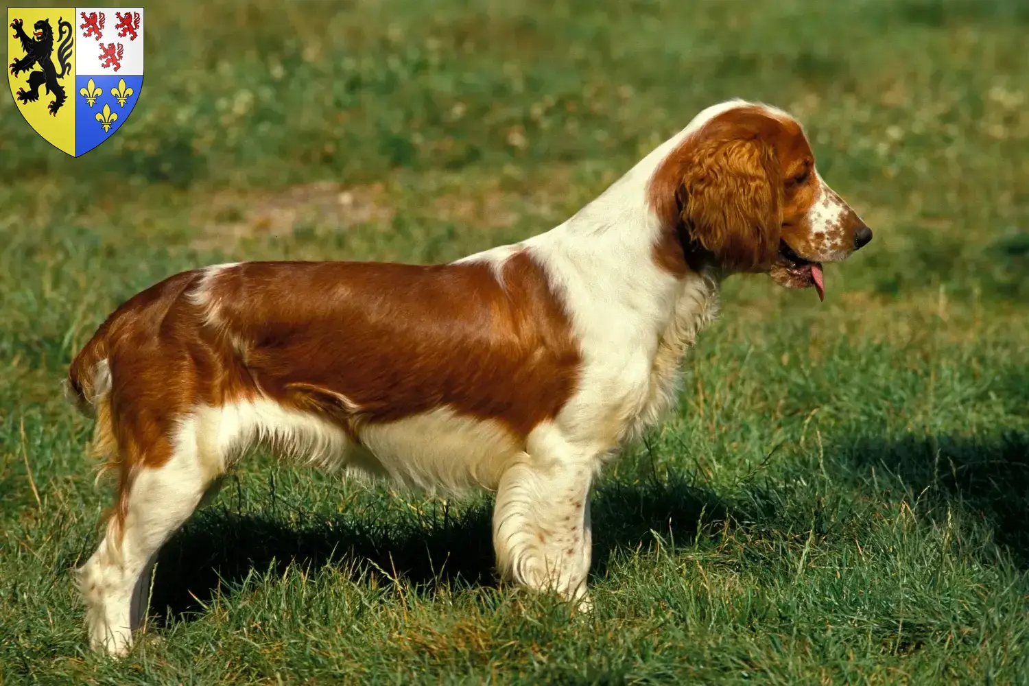 Read more about the article Welsh Springer Spaniel breeders and puppies in Hauts-de-France