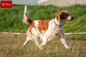 Read more about the article Welsh Springer Spaniel breeders and puppies in Occitania