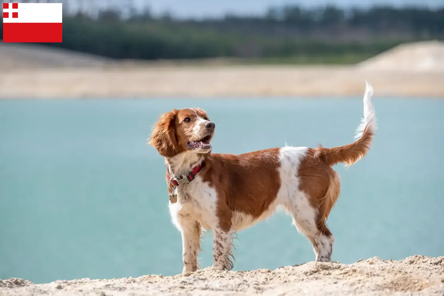 Read more about the article Welsh Springer Spaniel breeders and puppies in Utrecht