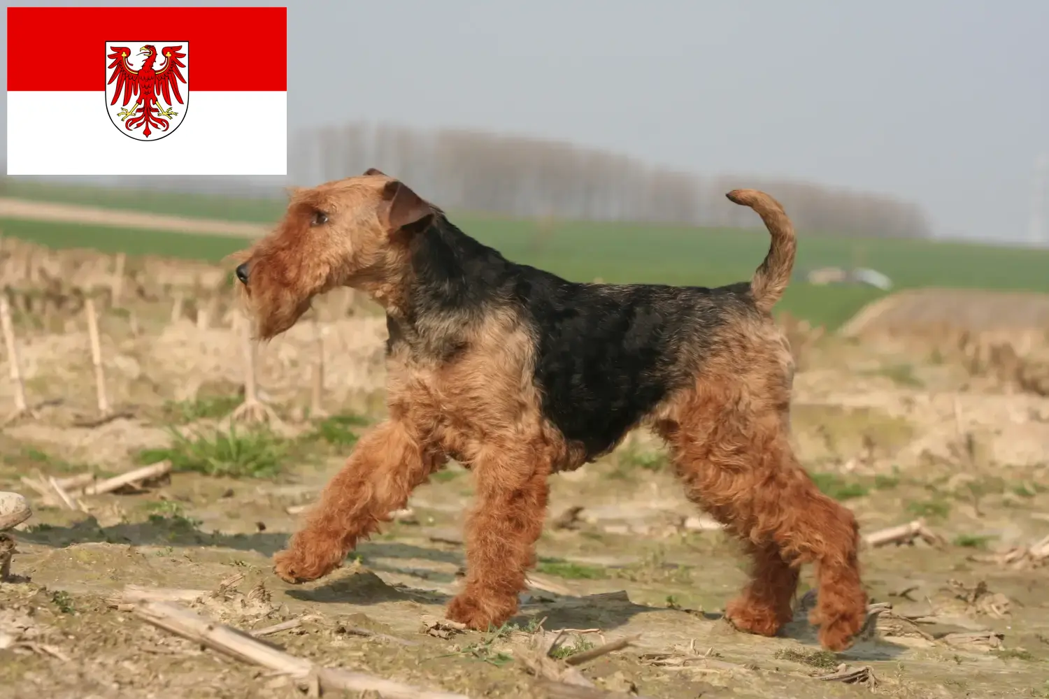 Read more about the article Welsh Terrier breeders and puppies in Brandenburg