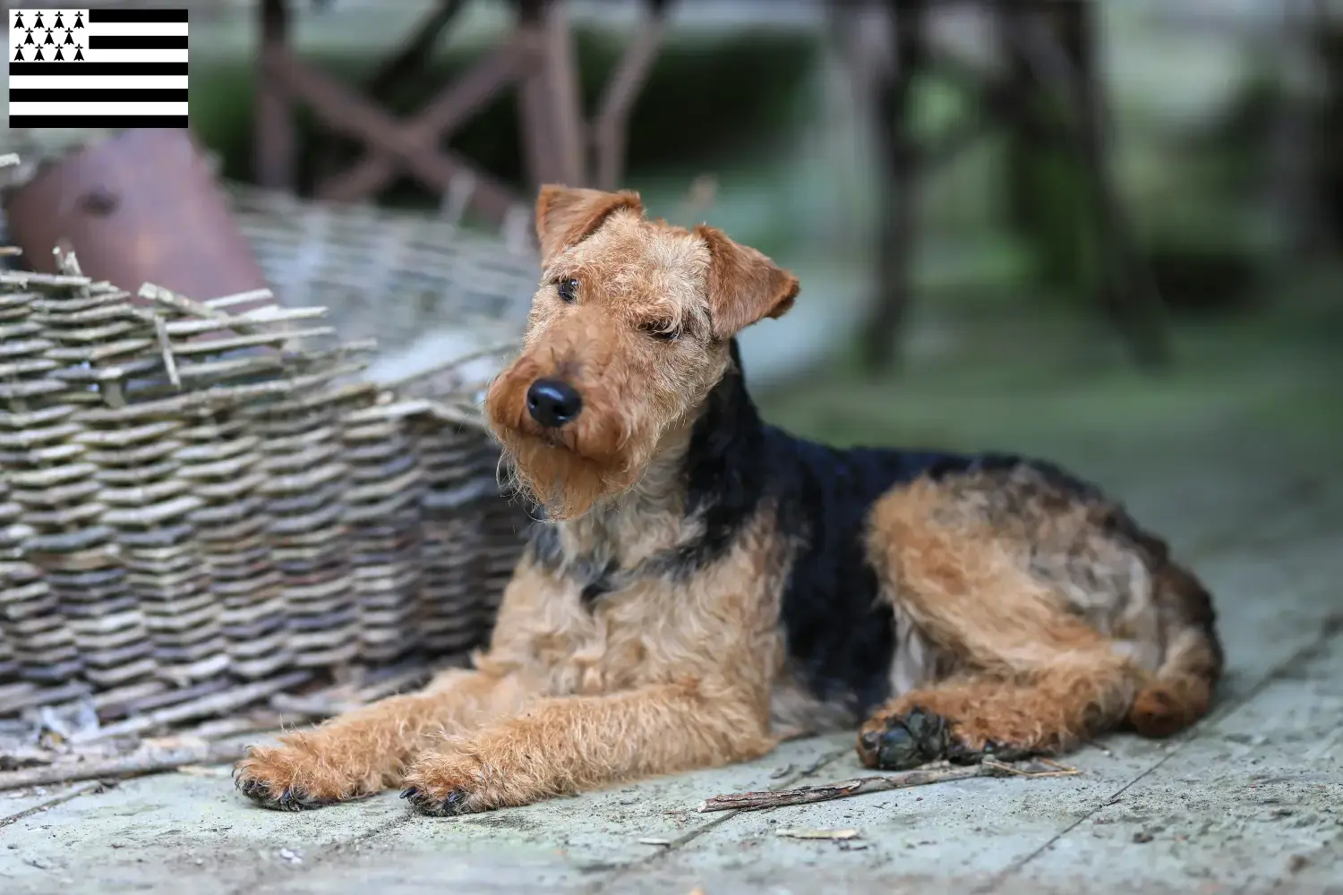 Read more about the article Welsh Terrier breeders and puppies in Brittany