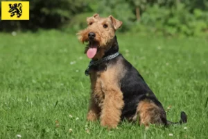 Read more about the article Welsh Terrier breeders and puppies in Flanders