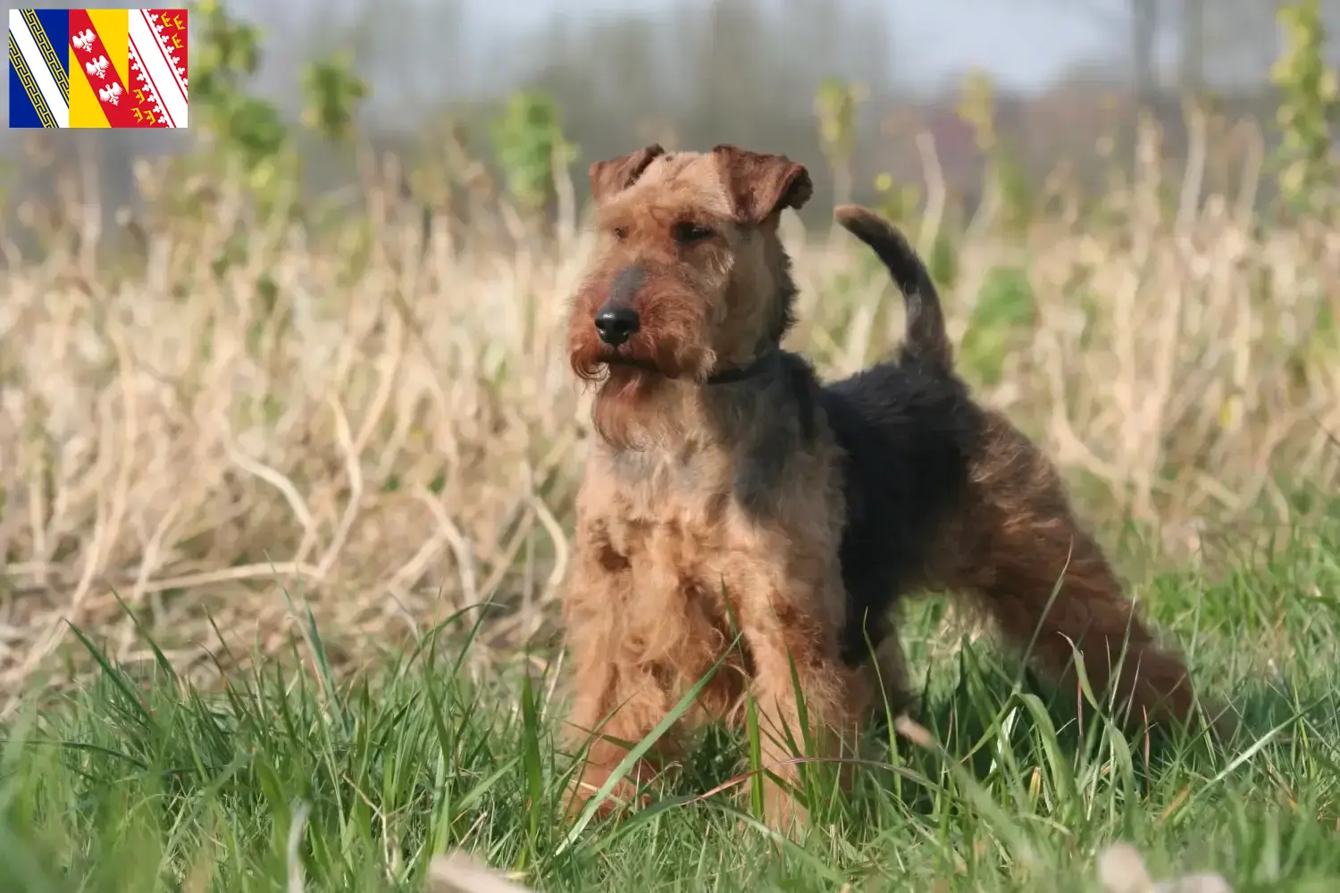 Read more about the article Welsh Terrier breeders and puppies in Grand Est