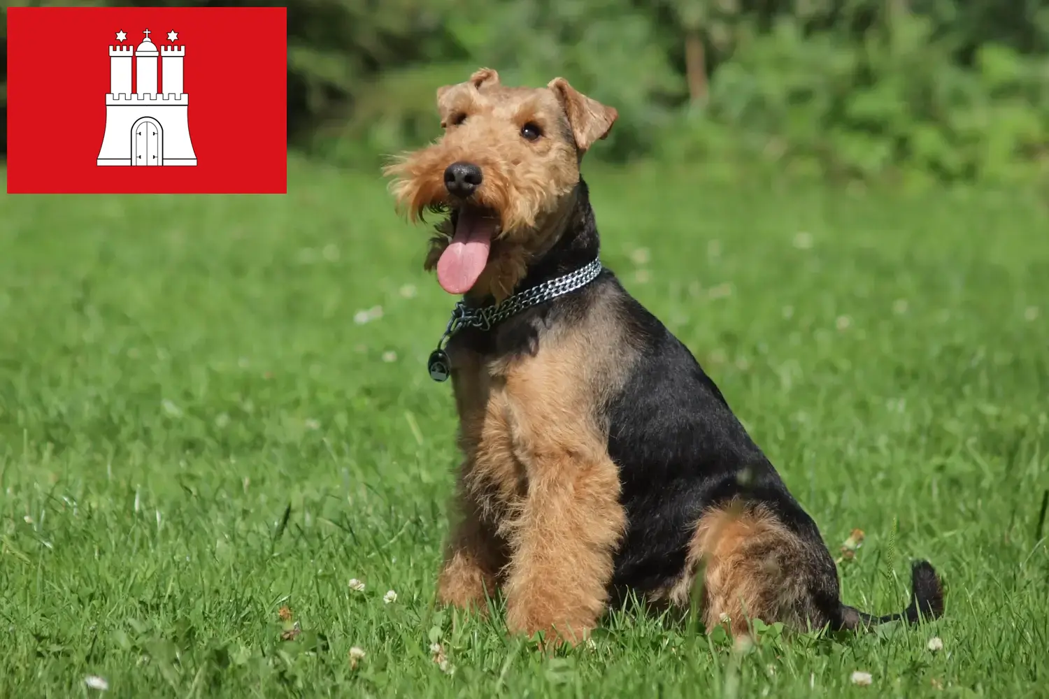 Read more about the article Welsh Terrier breeders and puppies in Hamburg