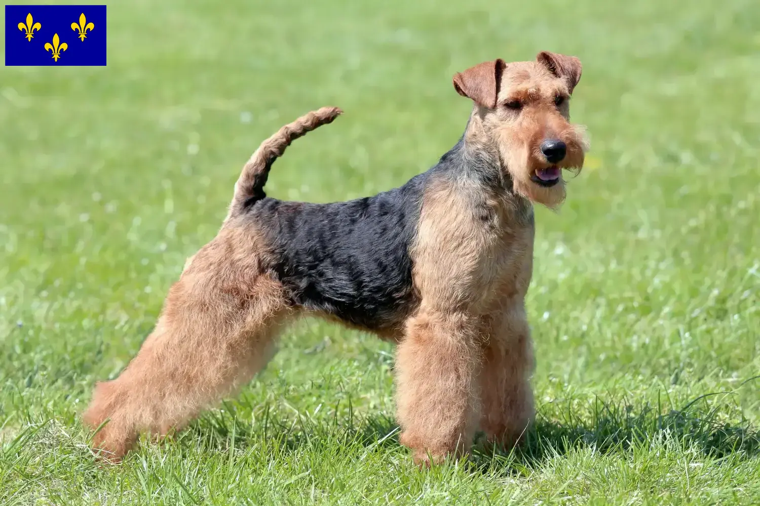 Read more about the article Welsh Terrier breeders and puppies in Île-de-France