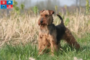 Read more about the article Welsh Terrier breeders and puppies in Karlsbad