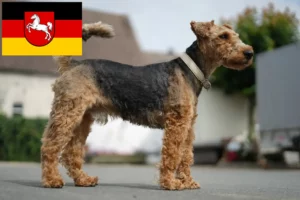 Read more about the article Welsh Terrier breeders and puppies in Lower Saxony