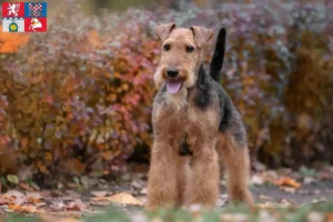 Read more about the article Welsh Terrier breeders and puppies in Pardubice