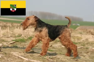 Read more about the article Welsh Terrier breeders and puppies in Saxony-Anhalt