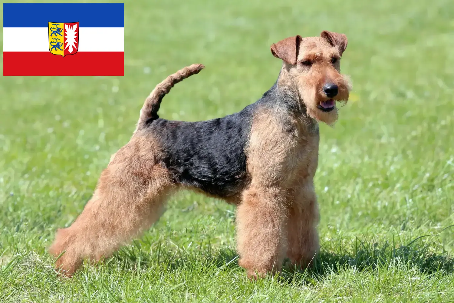 Read more about the article Welsh Terrier breeders and puppies in Schleswig-Holstein