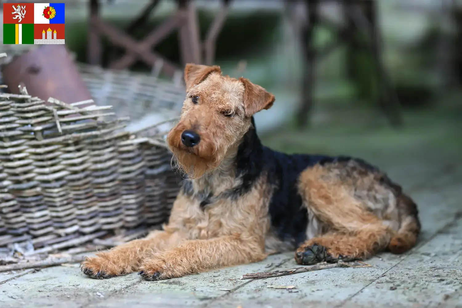 Read more about the article Welsh Terrier breeders and puppies in South Bohemia